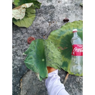 3kg sen trắng khô cho khách