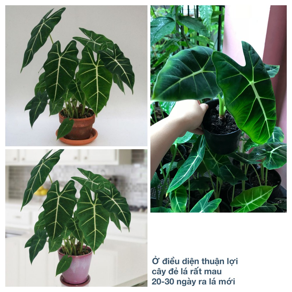 Cây Môn Nhung (Alocasia Frydek) trường thành size vừa