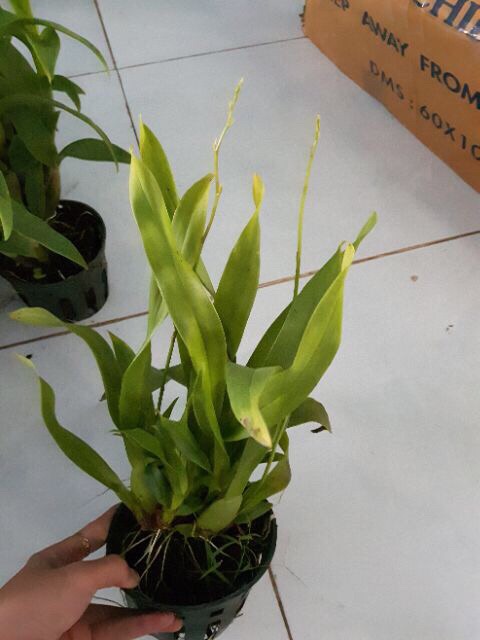 Lan vũ nữ - cây giống màu vàng