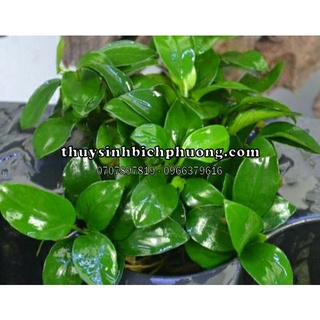 NANA PETITE THÁI HÀNG DƯỠNG CHẬU TO NHIỀU NGỌN - HÀNG BAO ĐẸP