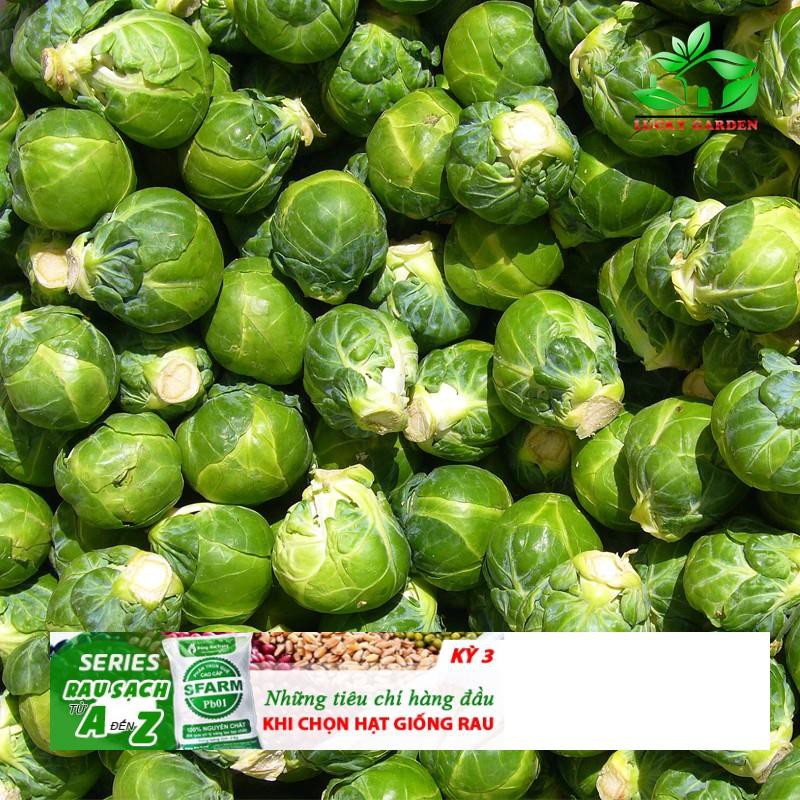 150h Hạt Giống Cải Bắp Tí Hon Long Island I