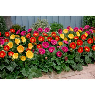 [Cây giống cấy mô] Combo 10 cây giống Hoa Đồng Tiền thân cao đủ màu