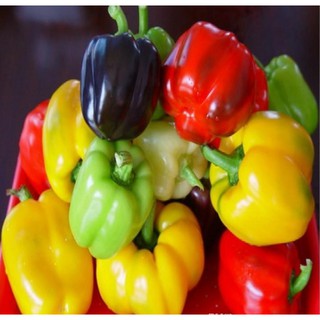 15 HẠT GIỐNG ỚT CHUÔNG MIX MÀU