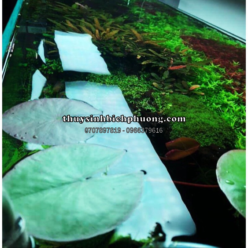 CỦ SÚNG/ CỦ SEN THÁI ĐỎ DỄ TRỒNG SIÊU ĐẸP