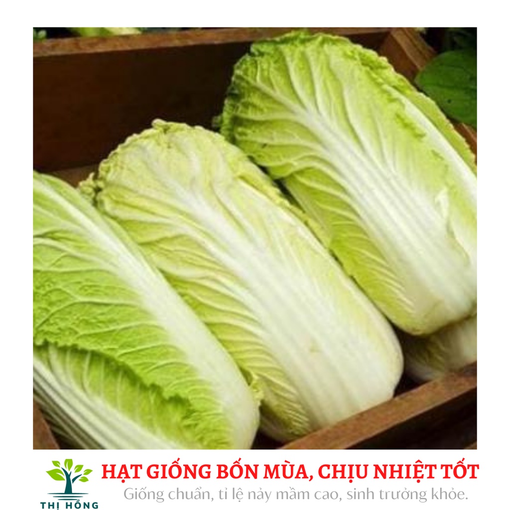 Hạt giống cải thảo F1 Hàn Quốc 1g