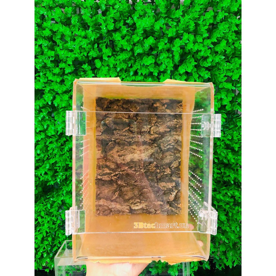 Hộp nuôi nhện cây, bọ ngựa kt 15-15-20cm