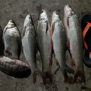 Tinh mùi hương bơ sữa the one