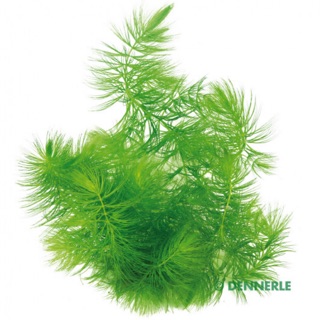 Rong đuôi chồn thuỷ sinh - 5 nhánh