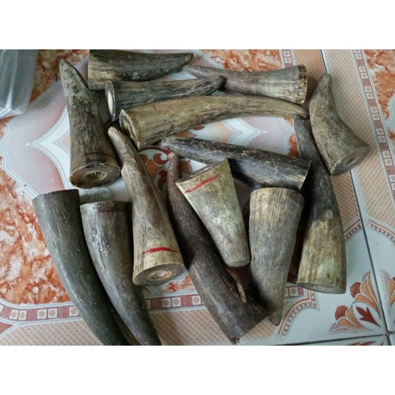 sừng bò châu phi đặc