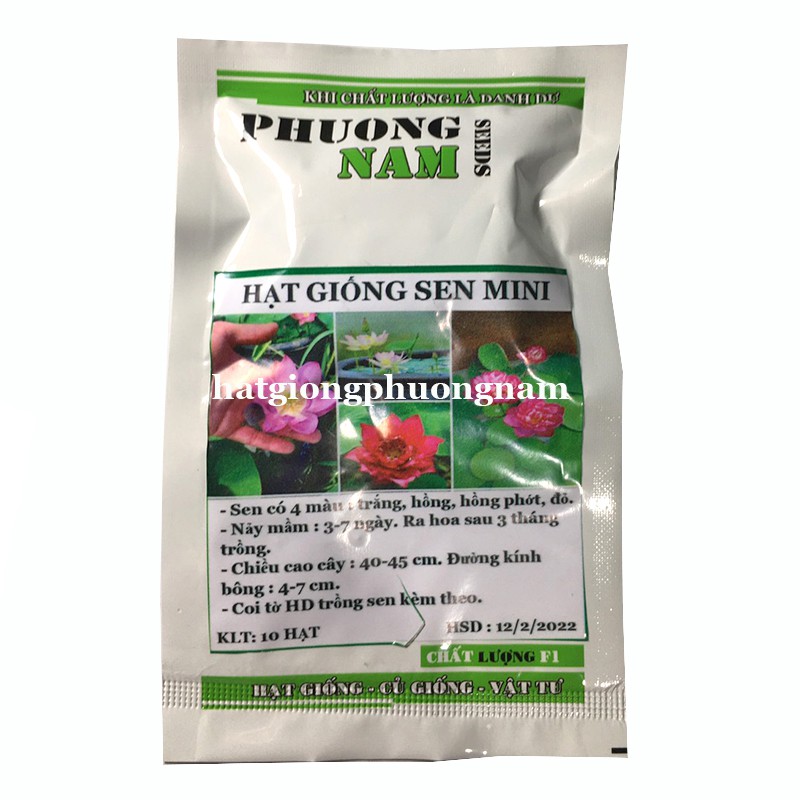 [ GIÁ SỈ ]10H - HẠT GIỐNG HOA SEN MINI- sun