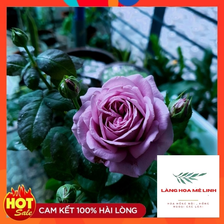 Hoa hồng ngoại Kinda Blue rose [💚 GIÁ SIÊU RẺ 💚💚]– Nàng thơ tím lavender hút hồn triệu tín đồ yêu hoa