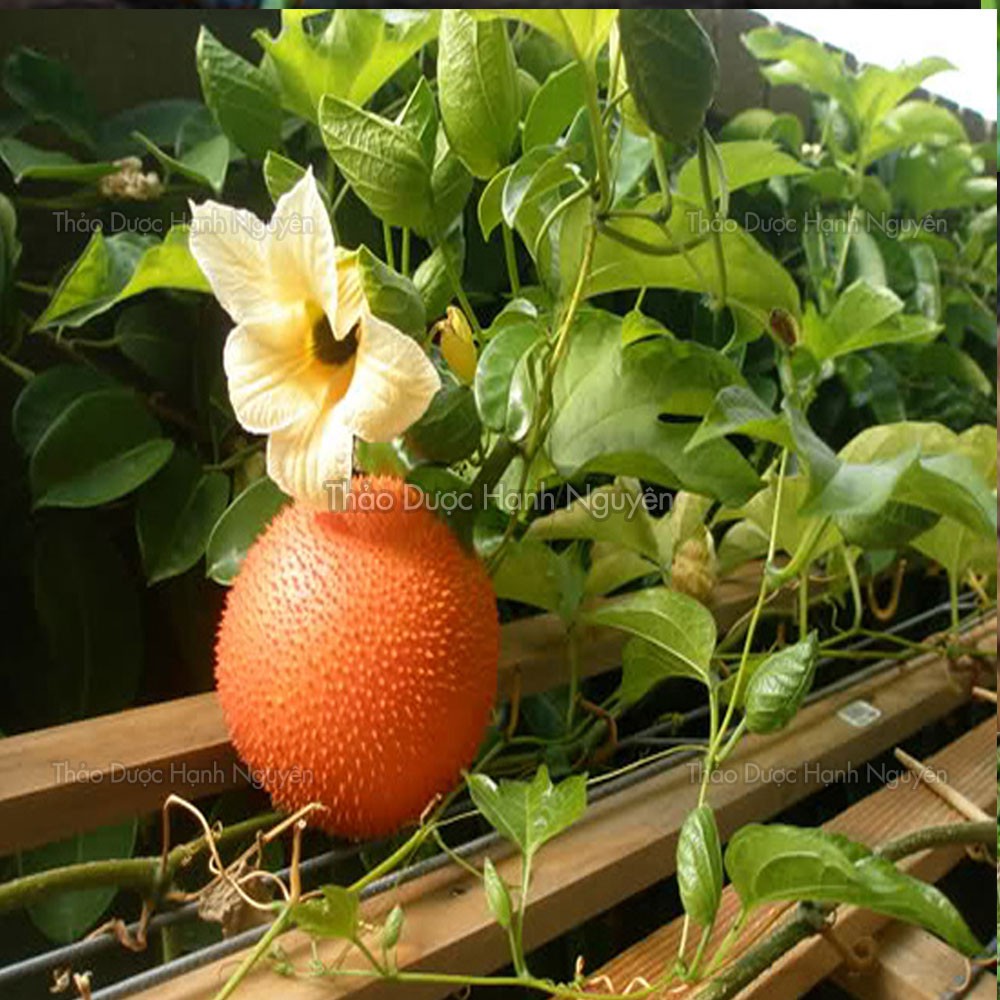 1kg Hạt Gấc Khô