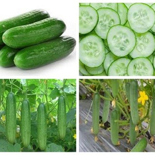 HẠT DƯA LEO F1 TRÁI DÀI RUỘT ÍT - GÓI 1 GRAM