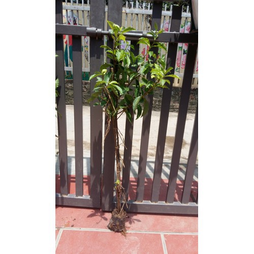 Cây hoa nhài nhật thân gỗ