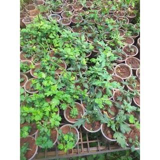 Cúc cổ tiểu thư kháng sâu bọ