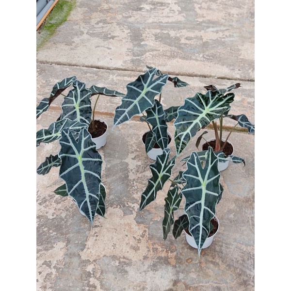 Cây môn quan âm Alocasia Amazonica- size lớn, size lá trên 30cm. Cây đẹp, khoẻ mạnh