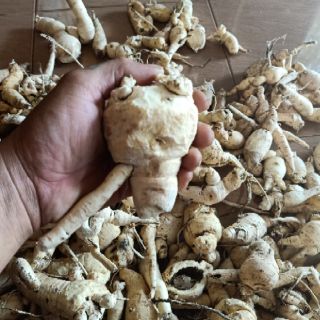 Sâm bố chính . Sâm đất