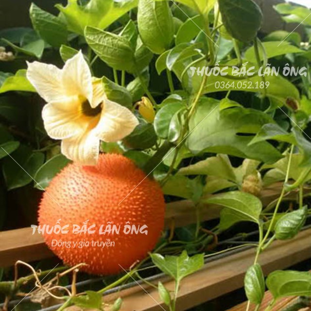 Hạt Gấc Khô 100g