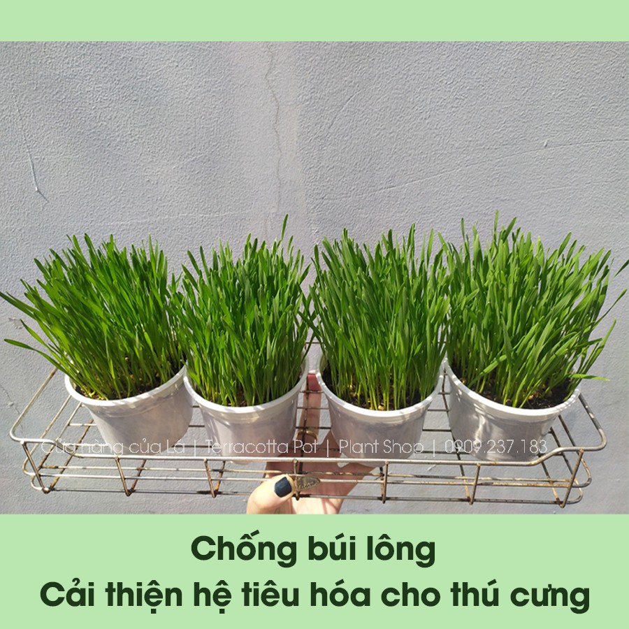 Hạt giống cỏ mèo, cỏ lúa mì hỗ trợ tiêu hóa, bổ sung chất xơ, chống búi lông