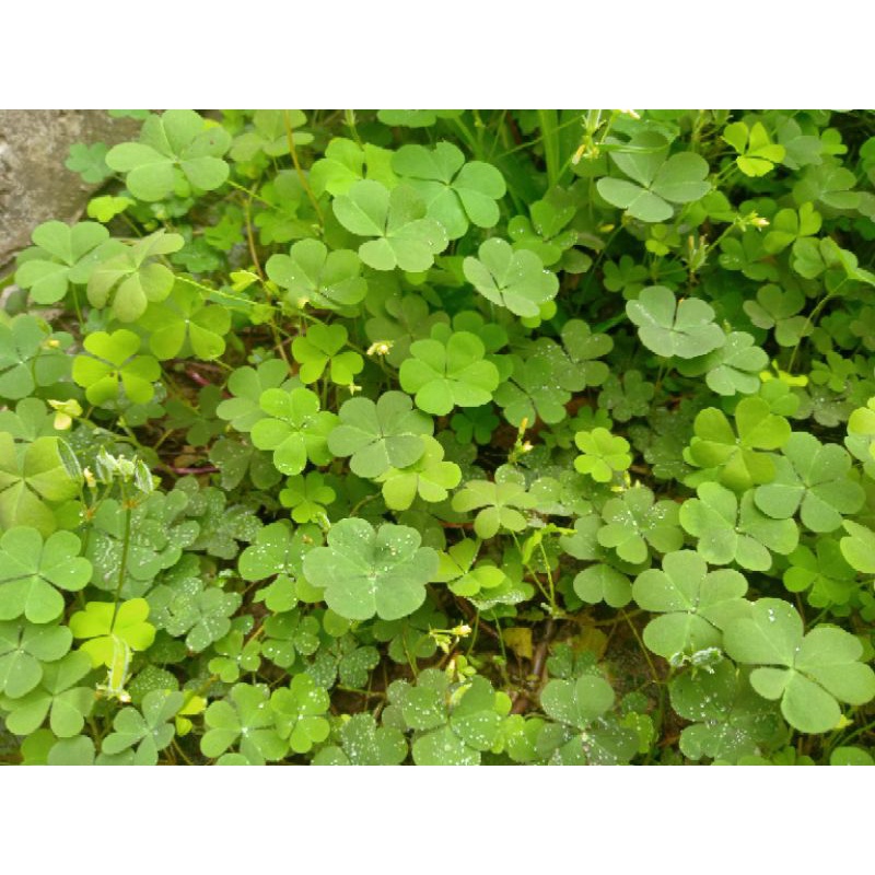 Cây Chua Me Đất Về Trồng