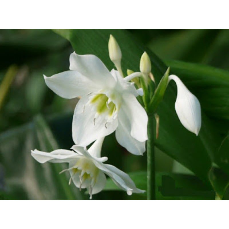 Củ hoa ngọc trâm