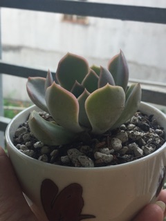 Chậu gốm sứ Nhật mini