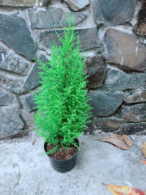 Tùng Thơm Cao 60cm ngang 20cm