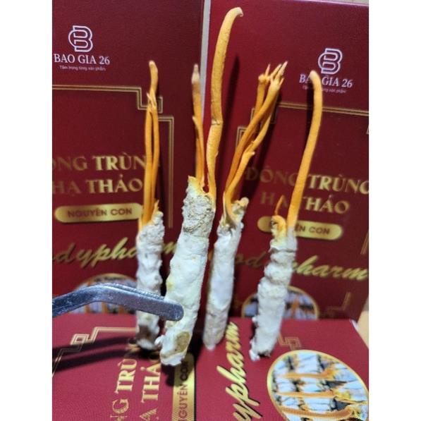 [Combo 05 con Đông trùng hạ thảo] Nuôi cấy tự nhiên trên ký chủ nhộng tằm (Theo đề tài cấp Nhà nước)