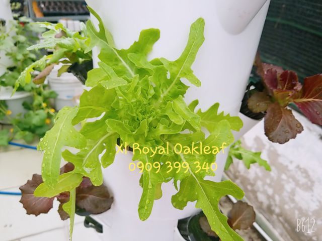 Hũ 1gr (~1000 hạt) hạt giống xà lách Royal Oakleaf - UsA Johnny Seed dễ trồng