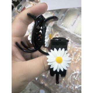 Kẹp càng cua Cúc họa mi