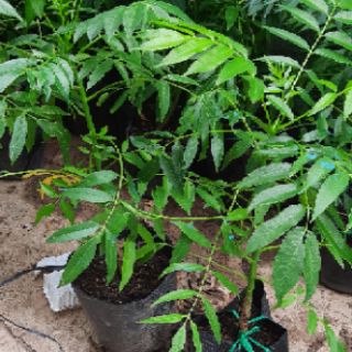 Cây giống cóc thái siêu quả