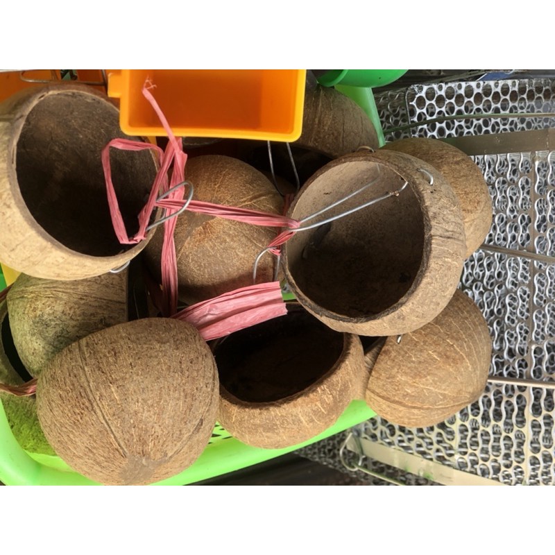 gáo dừa cho gà ăn