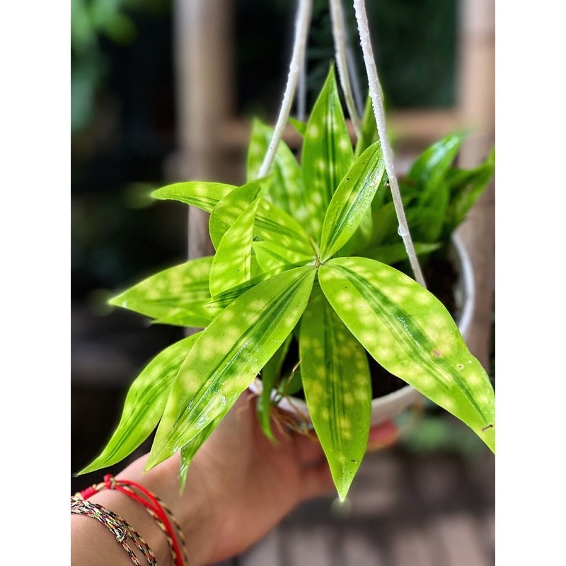 Cây Dracaena Golden Milky (Trúc Cẩm Thạch) chậu treo bí ngô