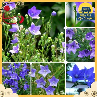 Hạt Giống Hoa Cát Cánh