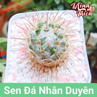 Xương rồng móc câu mới