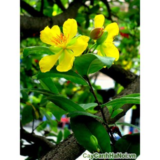 Cây mai tứ quý NHỠ