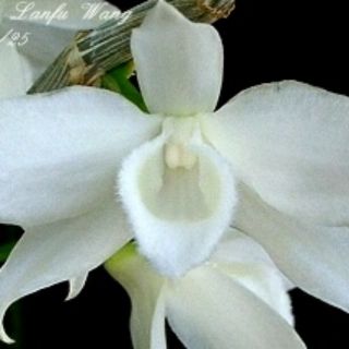 Trầm trắng cây giống