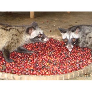 Cà phê sạch (Thành phần hạt Moka + Chồn + Culi)