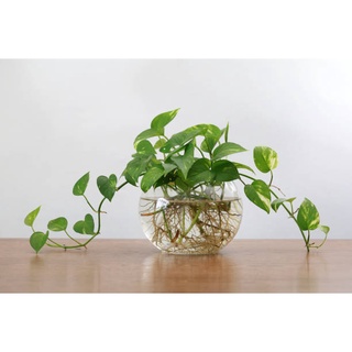 Cây trầu bà xanh dạng bụi