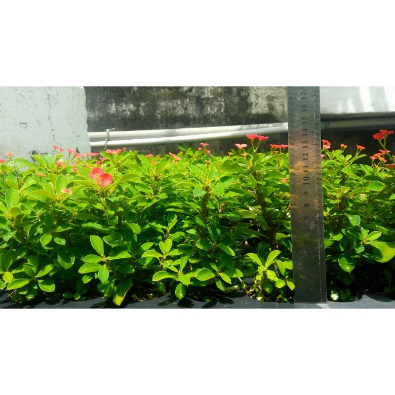 Xương rồng bát tiên mini - Mua 5 tặng 1