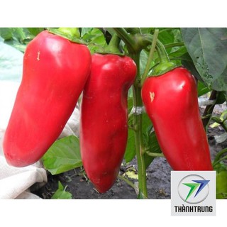 gói 30 hạt giống ớt ngọt trái dài THANH TRUNG