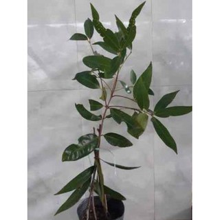 [FREESHIP - Xả Khô Máu] Cây lý, cây mận lý (cây chiết) siêu trái