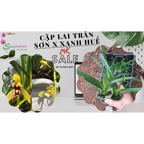 [Giá hủy diệt]10 loại phong lan kiếm phan trí ,xanh huế