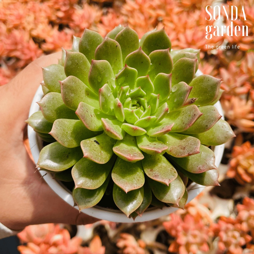 Sen đá ruby lá ngắn SONDA GARDEN size trung bình 10cm, cây cảnh trang trí nhà cửa, lỗi 1 đổi 1