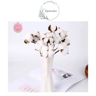 ♥️FREESHIP♥️HOA BÔNG GÒN KHÔ🌸Cotton flower🌸 Trang trí nhà Vintage