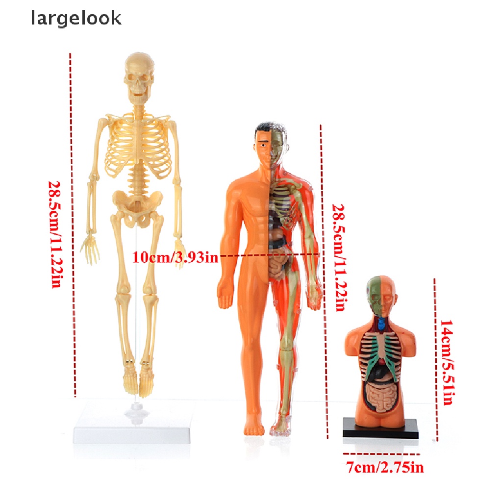 Mô Hình Cơ Thể Người Torso Có Thể Tháo Rời Cho Bé ♨Nóng Bỏng