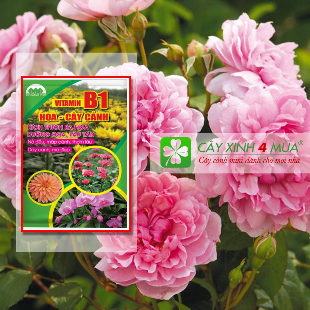 30gr Vitamin B1 Hoa - Cây cảnh - Kích thích ra hoa - Dưỡng hoa - Lâu tàn Khối lượng 30g