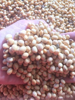 [FREESHIP 99K TOÀN QUỐC]Đậu nành sạch đăk nông