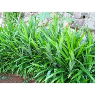 Cây lá dứa thơm cực