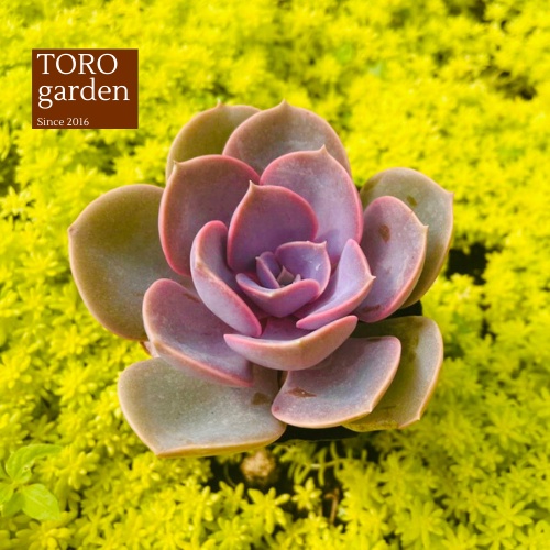 Sen đá hồng dâu Đà Lạt size bé cây cảnh trang trí nhà cửa Toro garden